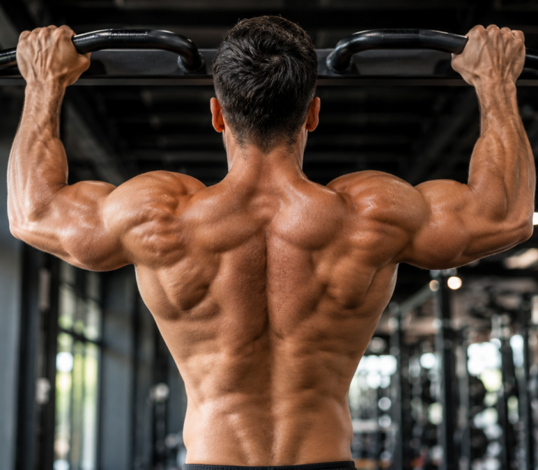 Programme dos musculation : 8 semaines pour un dos musclé et puissant