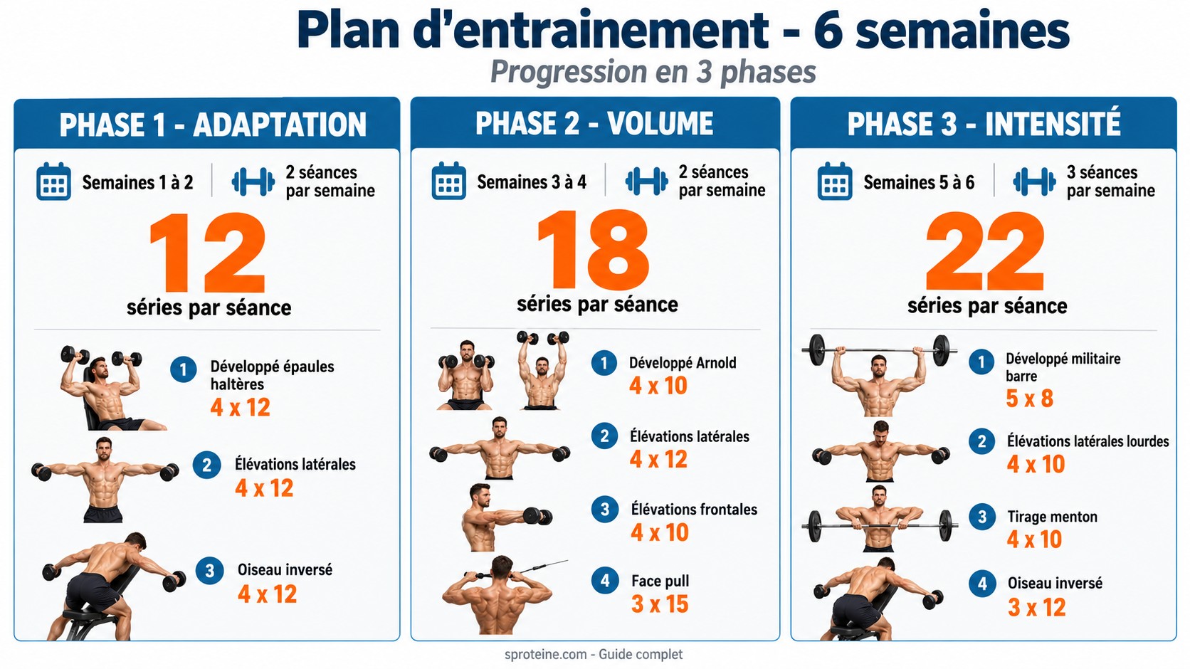Infographie programme musculation épaules sur 6 semaines avec les trois phases d'adaptation, volume et intensité